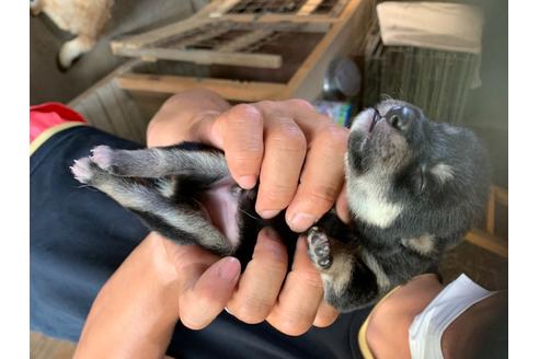 成約済の広島県の柴犬-102147の1枚目