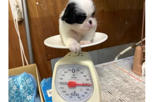 成約済の静岡県の狆 (チン)-102153の1枚目