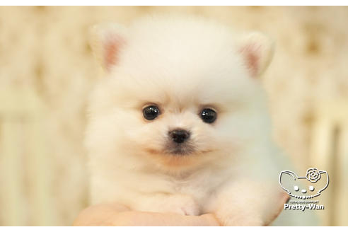 成約済の愛知県のポメチワ:ポメラニアン×チワワ-102154の1枚目