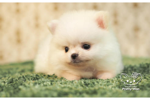 成約済の愛知県のポメチワ:ポメラニアン×チワワ-102154の6枚目