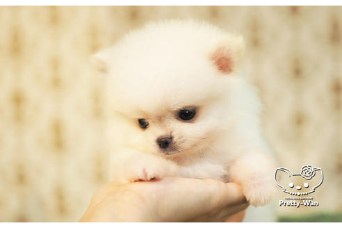 成約済の愛知県のポメチワ:ポメラニアン×チワワ-102154の5枚目