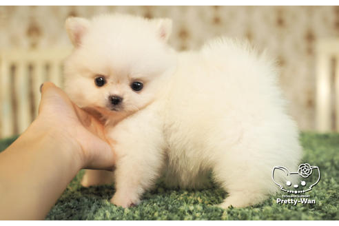 成約済の愛知県のポメチワ:ポメラニアン×チワワ-102154の4枚目