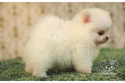 成約済の愛知県のポメチワ:ポメラニアン×チワワ-102154の3枚目