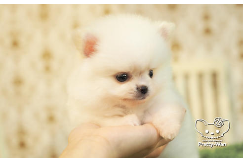 成約済の愛知県のポメチワ:ポメラニアン×チワワ-102154の2枚目