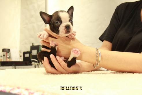 成約済の東京都のボストンテリア-102189の1枚目