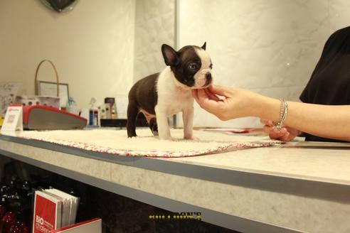 成約済の東京都のボストンテリア-102189の7枚目