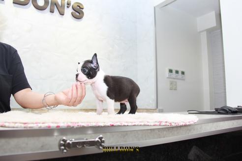 成約済の東京都のボストンテリア-102189の6枚目