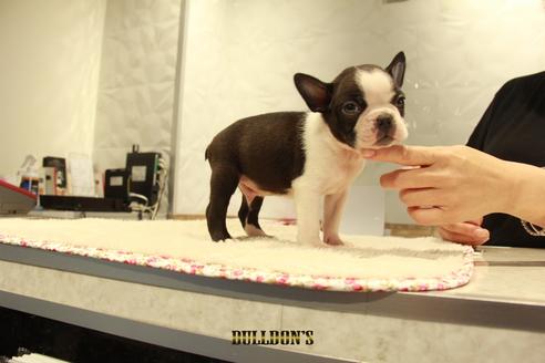 成約済の東京都のボストンテリア-102189の5枚目