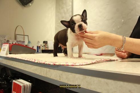 成約済の東京都のボストンテリア-102189の4枚目