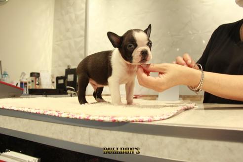 成約済の東京都のボストンテリア-102189の3枚目