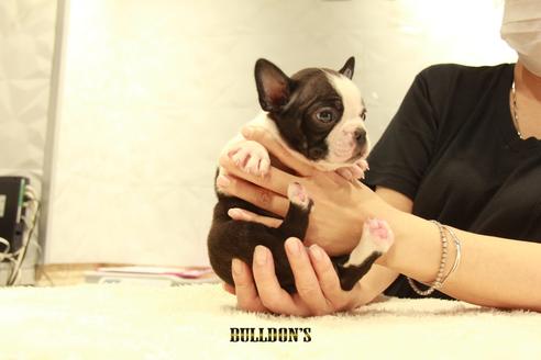 成約済の東京都のボストンテリア-102189の2枚目