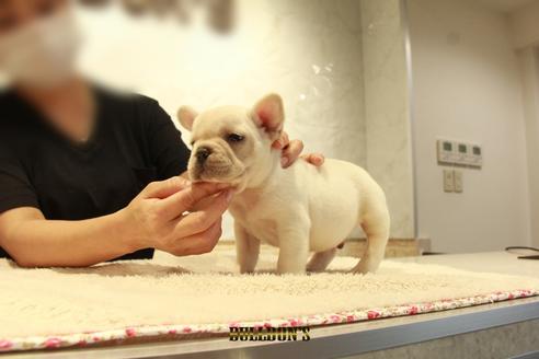 成約済の東京都のフレンチブルドッグ-102191の1枚目