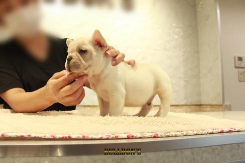 成約済の東京都のフレンチブルドッグ-102191の7枚目