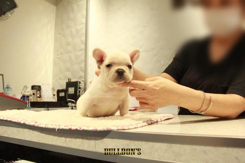 成約済の東京都のフレンチブルドッグ-102191の5枚目