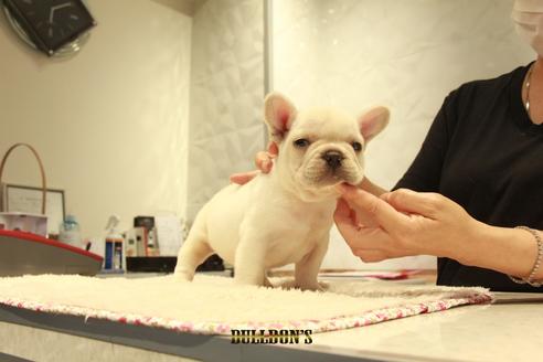 成約済の東京都のフレンチブルドッグ-102191の3枚目