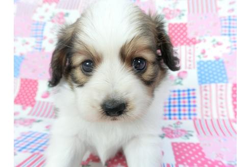 成約済の千葉県のパピヨン-102193