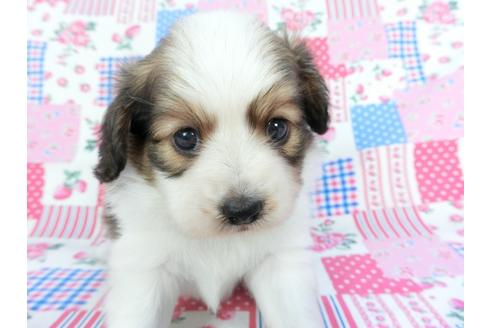 成約済の千葉県のパピヨン-102193の4枚目