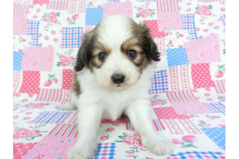 成約済の千葉県のパピヨン-102193の3枚目