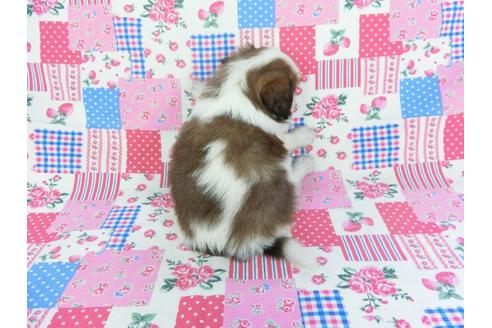 成約済の千葉県のパピヨン-102193の2枚目