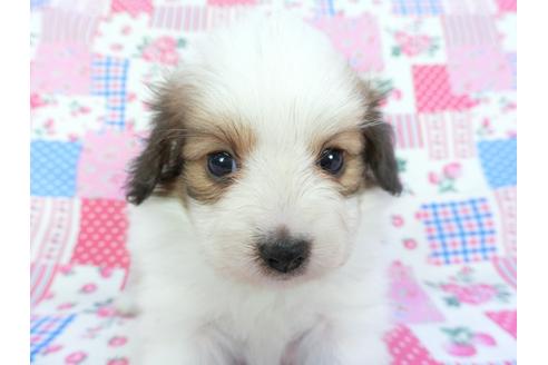 成約済の千葉県のパピヨン-102194の8枚目