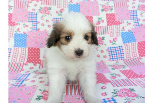 成約済の千葉県のパピヨン-102194の7枚目