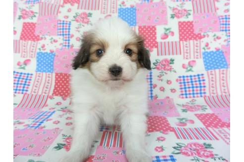 成約済の千葉県のパピヨン-102194の6枚目