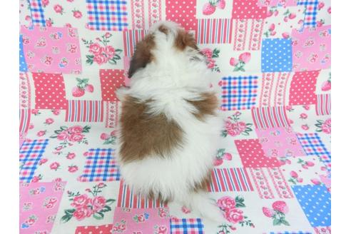 成約済の千葉県のパピヨン-102194の5枚目