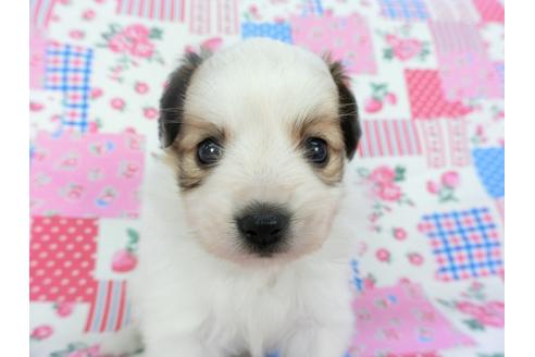 成約済の千葉県のパピヨン-102195の8枚目