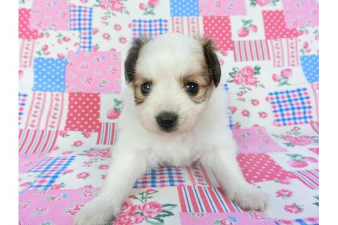 成約済の千葉県のパピヨン-102195の7枚目