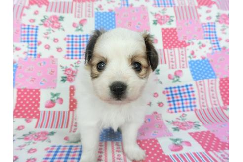 成約済の千葉県のパピヨン-102195の6枚目