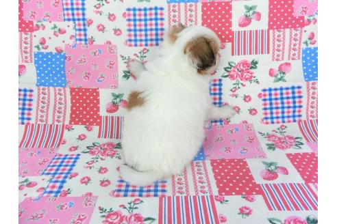 成約済の千葉県のパピヨン-102195の5枚目