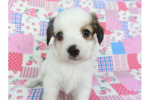 成約済の千葉県のパピヨン-102196の12枚目