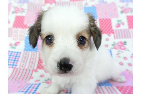 成約済の千葉県のパピヨン-102196の11枚目