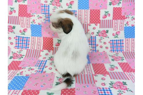 成約済の千葉県のパピヨン-102196の9枚目