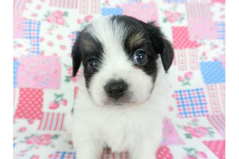 成約済の千葉県のパピヨン-102197の8枚目