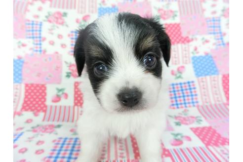 成約済の千葉県のパピヨン-102197の7枚目