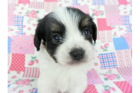 成約済の千葉県のパピヨン-102197の6枚目