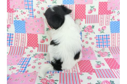 成約済の千葉県のパピヨン-102197の5枚目