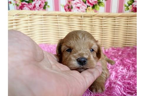 成約済の秋田県のマルプー:マルチーズ×トイプードル-101271の4枚目