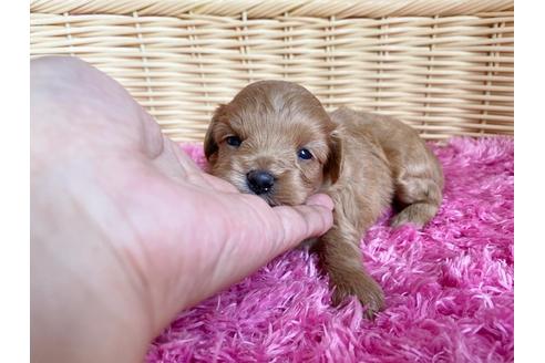 成約済の秋田県のマルプー:マルチーズ×トイプードル-101271の3枚目