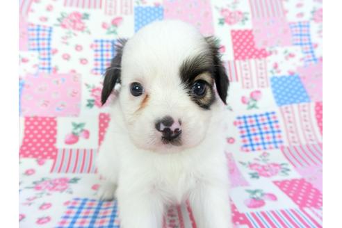 成約済の千葉県のパピヨン-102200の8枚目