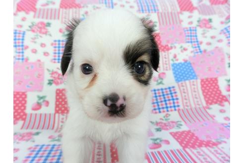 成約済の千葉県のパピヨン-102200の7枚目