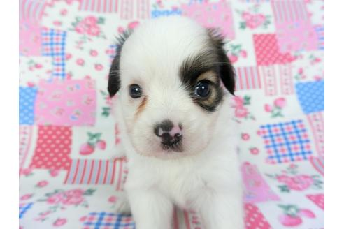 成約済の千葉県のパピヨン-102200の6枚目