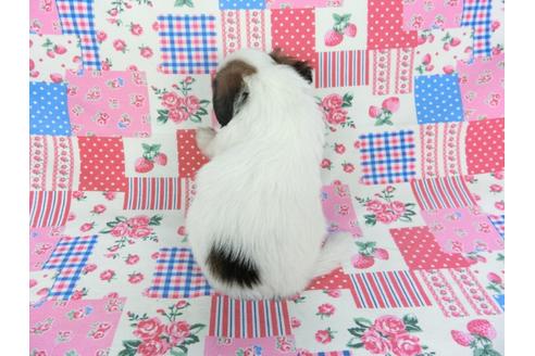 成約済の千葉県のパピヨン-102200の5枚目