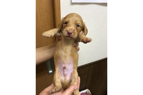 成約済の千葉県のミニチュアダックスフンド(ロングヘアード)-102202の1枚目