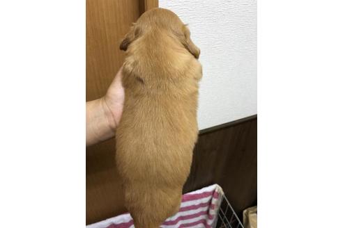 成約済の千葉県のミニチュアダックスフンド(ロングヘアード)-102202の3枚目