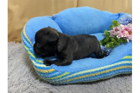 成約済の栃木県のフレンチブルドッグ-102215の2枚目