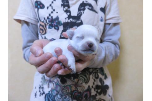 成約済の愛知県のチワワ(スムースコート)-102245の10枚目
