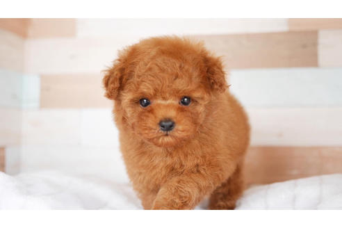 成約済の福岡県のトイプードル-102252の1枚目