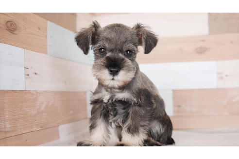 成約済の福岡県のミニチュアシュナウザー-102255の1枚目